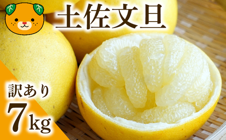【先行予約：2027年度2月上旬～ 】青果市場 土佐文旦 7kg 訳あり 文旦
