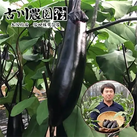 【産地直送】古川農園　「大阪なす」どんな料理にもよく合う万能ナス!2本入×10袋_野菜 茄子  なす ナス_【1484531】