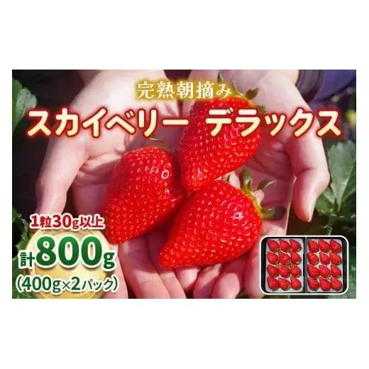 完熟朝摘みスカイベリー DX 800g 【2027年1月以降発送】ギフト 贈答| イチゴ 苺 果物  澳原いちご農園 栃木県 矢板市