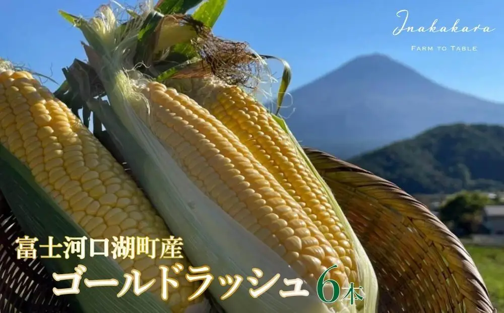 とうもろこし ＜2026年8月～9月発送＞【富士山の麓で育つ】河口湖町産Inakakara「ゴールドラッシュ」6本 野菜 やさい とうもろこし トウモロコシ コーン 先行予約