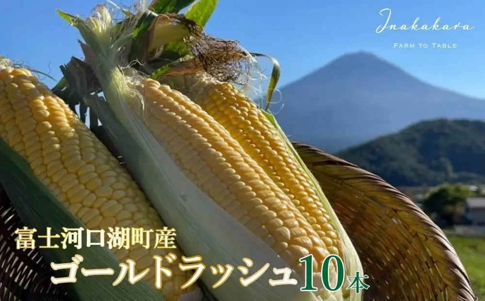 とうもろこし ＜2026年8月～9月発送＞【富士山の麓で育つ】河口湖町産Inakakara「ゴールドラッシュ」10本 野菜 やさい とうもろこし トウモロコシ コーン 先行予約