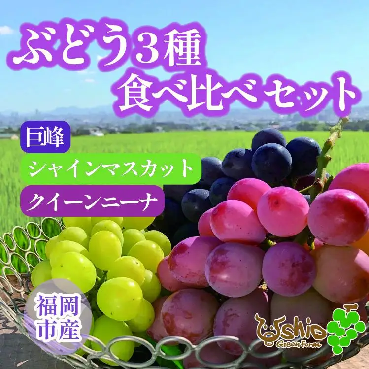 ぶどう 福岡市産ぶどう3色セット 巨峰 シャインマスカット クイーンニーナ 1300g (計3房)【北海道・沖縄・離島発送不可】【2026年8月以降順次発送】 | 果物 フルーツ 葡萄 ブドウ マスカット 食べ比べ くだもの 人気 高級 期間限定 数量限定