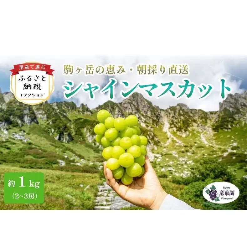 【駒ヶ岳の恵み・朝採り直送】シャインマスカット 約1kg 2～3房 中央アルプス 駒ヶ根産 種なし 皮ごと 山の雫 木曽駒ヶ岳 宝剣岳 千畳敷カール 寒暖差 信州 長野 ぶどう 2026
