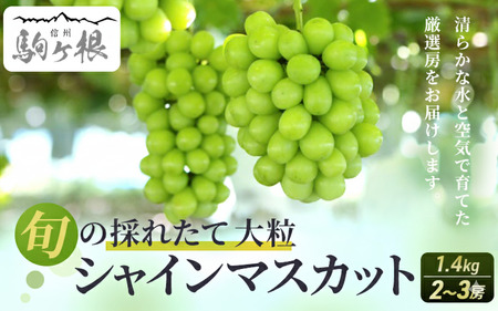 【特選房】シャインマスカット 約1.4kg 2～3房 長野 特選 大粒 ぶどう 種なし 皮ごと 産地直送 フルーツ 果物 デザート おやつ マスカット 葡萄 秋 旬 旬の果物 旬のフルーツ 信州 信州産 長野県 長野県産 2026 2026年