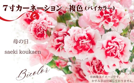【2026 母の日 先行予約】7寸カーネーション　複色（バイカラー）母の日ギフト 花 フラワー 植物 お花 贈り物 珍しいカーネーション 底面給水 母の日のプレゼント 