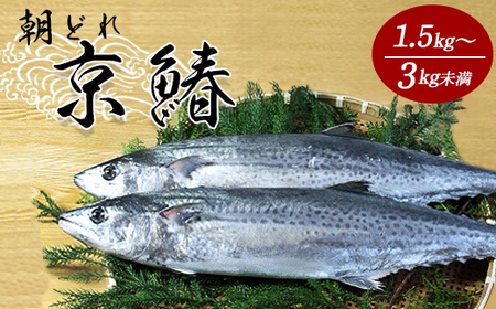 漁連直送！！ 京鰆 1.5kg以上 一尾 ： 鮮魚 寒さわら