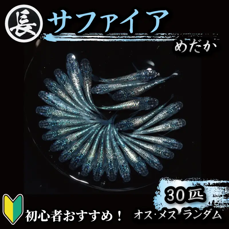 129-9 サファイア　オス・メス　ランダム30匹 めだか 人気品種 厳選 静岡県 牧之原市 丸長