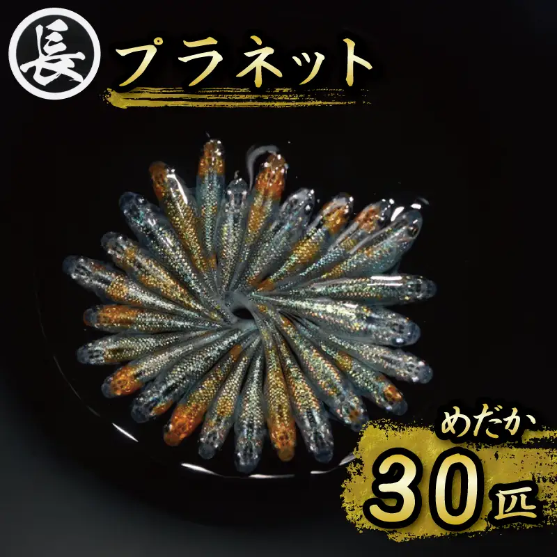 129-15　プラネット　オス・メス　ランダム30匹 メダカ めだか 観賞用 静岡県牧之原市 丸長