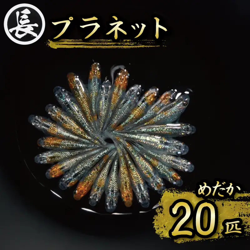129-16 プラネット オス・メス ランダム20匹 メダカ めだか 観賞用 静岡県牧之原市 丸長
