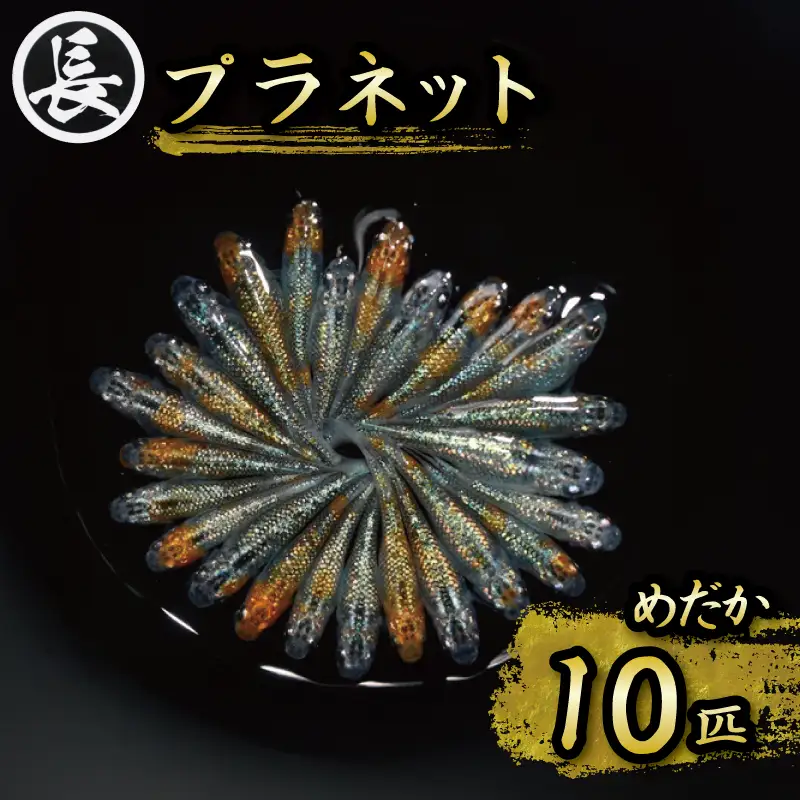 129-17 プラネット オス・メス ランダム10匹 メダカ めだか 観賞用 静岡県牧之原市 丸長