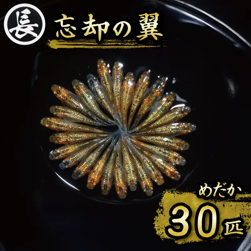 【めだか】　忘却の翼　オス・メス　ランダム30匹  牧之原市 丸長