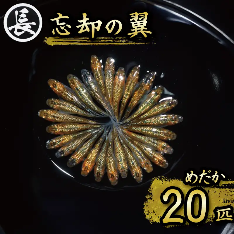 【めだか】 忘却の翼　オス・メス　ランダム20匹   静岡県 牧之原市 丸長