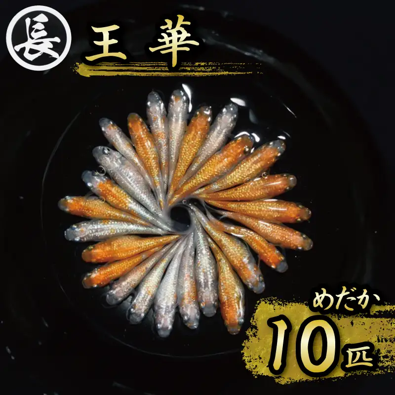 129-26　王華　オス・メス　ランダム10匹  めだか 人気品種 厳選 鑑賞 静岡県 牧之原市 丸長