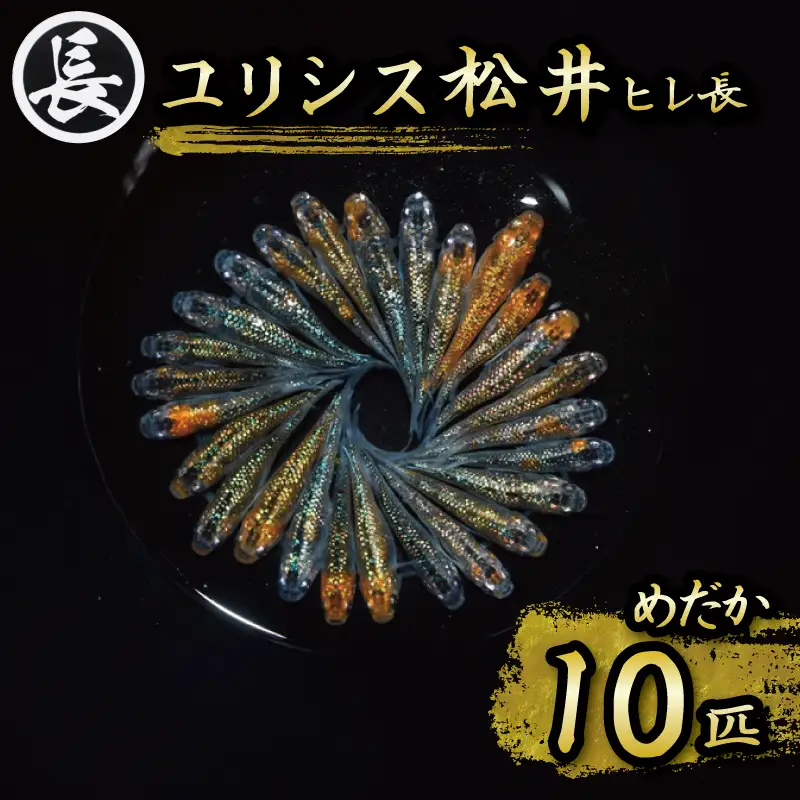 129-32　ユリシス松井ヒレ長　オス・メス　ランダム10匹 人気品種 厳選 鑑賞 鑑賞用 繁殖 静岡県 牧之原市 丸長