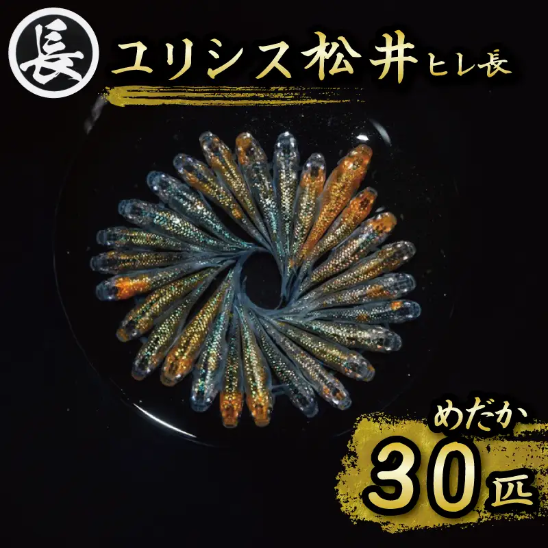 129-30　ユリシス松井ヒレ長　オス・メス　ランダム30匹　鑑賞用 繁殖 綺麗　静岡県 牧之原市 丸長