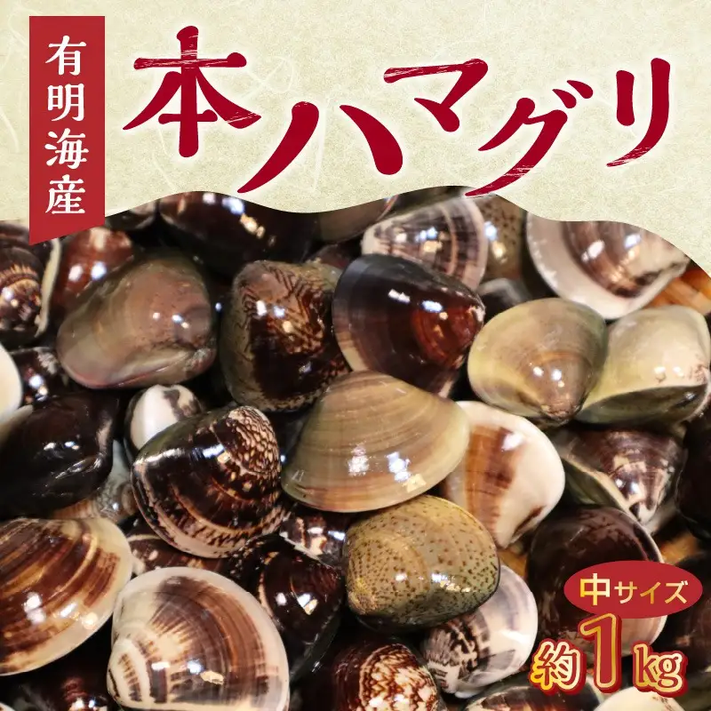 KKN水産 天然!! 有明海産の本ハマグリ（中サイズ 約１㎏） _U111-0003