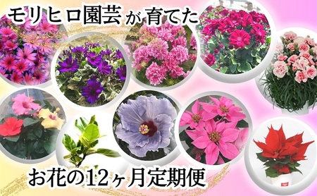 モリヒロ園芸が育てたお花の12ヶ月定期便 植物 
