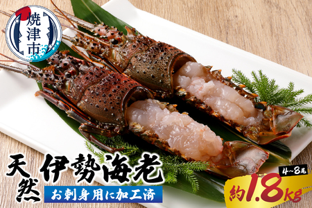 b100-073　伊勢海老 お造りセットC 約1.8kg（お刺身用に加工済）