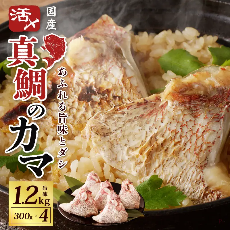 国産 活〆養殖 真鯛のカマ 合計1.2kg