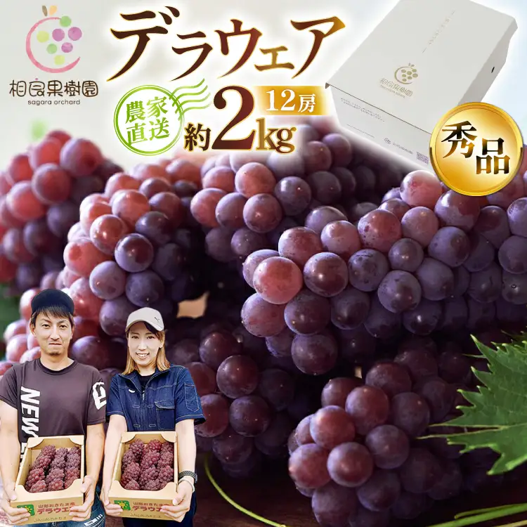 【期間限定発送】 デラウェア 秀品 12房 約2kg [相良果樹園 山形県 高畠町 tk06ayt350001]