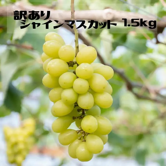 【2026年発送★先行予約】【ご家庭用に】笛吹市産『訳ありシャインマスカット』1.5kg 167-013-26y