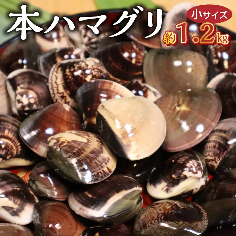 KKN水産 天然!! 有明海産の本ハマグリ（小 約1.2kg） _U111-0002
