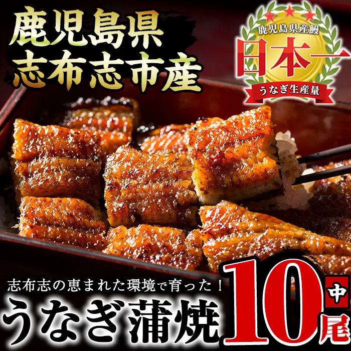 うなぎの大楠＜中＞10尾セット計1.3kg(130g×10) うなぎ 鰻 ウナギ 10尾 国産 九州産 蒲焼き かばやき 冷凍 うな重 ひつまぶし タレ 山椒 真空パック ランキング 人気 e9-001