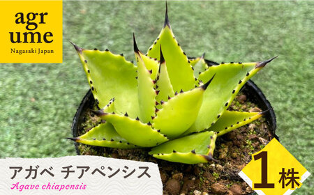 Agave chiapensis　アガベ チアペンシス 1株 長与町/アグリューム[EAI121]  観葉植物 多肉植物 苗 植物 アガベ あがべ インテリア