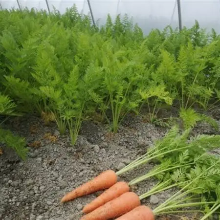 徳島県藍住町産　春にんじん　約5kg【1142299】