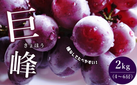 巨峰 約 2kg（4～6房） | 果物 くだもの フルーツ ブドウ ぶどう 葡萄 熊本 玉名