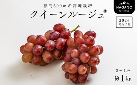 TK13　ぶどう クイーンルージュ®  約1kg ／2026年9月下旬～10月中 配送予定 // 稀少 新品種 長野県 南信州 松川町産 高糖度 葡萄 クインルージュ® 甘い 種なし 皮ごと