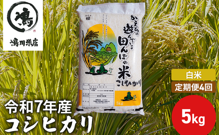 【定期4ヶ月】コシヒカリ　白米　5kg　令和7年産 お米 銘柄米 ご飯 おにぎり お弁当 和食 食卓 精米 国産 千葉県産 産地直送 