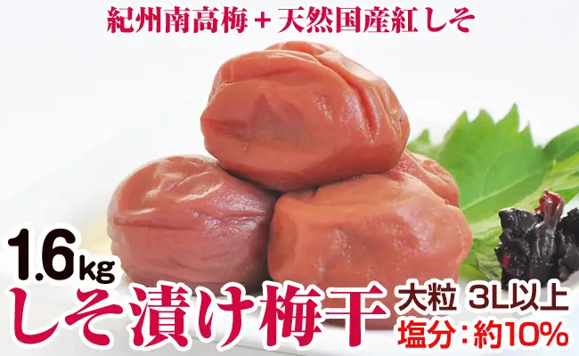 【1125-2】しそ漬け梅干（紀州南高梅）1.6kg 大粒 3L以上 和歌山県産