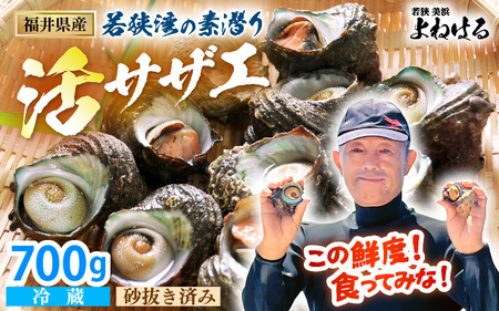 【先行予約】天然 活サザエ 合計約700g (6～10個) 若狭湾 素潜り さざえ【2026年6月中旬以降順次発送予定】 [m17-a047]