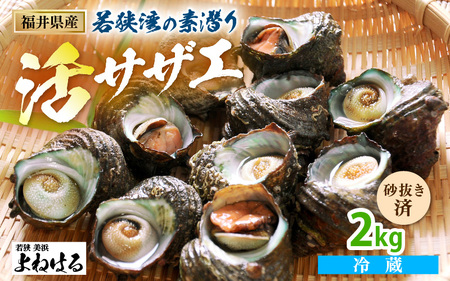 【先行予約】天然 活サザエ 2kg 鮮度抜群! 若狭湾の素潜り さざえ【2026年6月中旬以降順次発送予定】  [m17-a048]