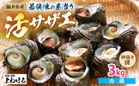 【先行予約】天然 サザエ 3kg 鮮度抜群! 若狭湾の素潜り さざえ【2026年6月中旬以降順次発送予定】  [m17-a049] 