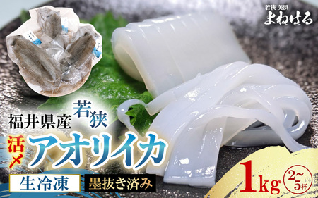 【先行予約】大好評！墨抜き済 活〆 若狭湾 天然 アオリイカの生冷凍 約1kg【2026年11月中旬以降順次発送予定】 刺身 イカ丼 イカフライ [m17-b012]