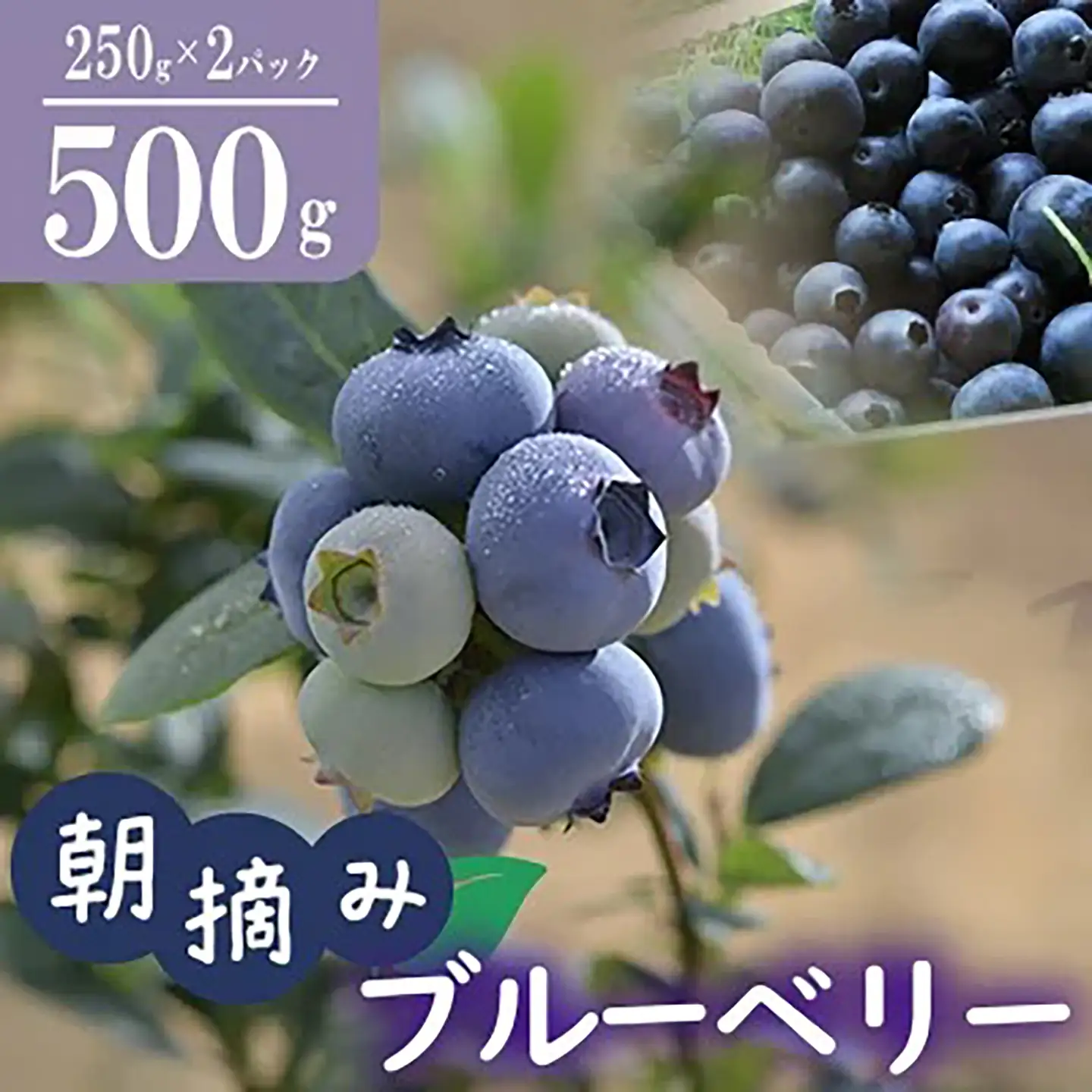 【 先行予約 2026年6月上旬～8月上旬頃順次発送予定 】朝摘みブルーベリー 500g ブルーベリー 