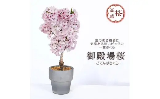 【39-08】 養庄園 御殿場桜盆栽
