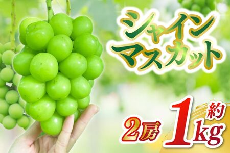 シャインマスカット 2房（約1kg）【2026年9月下旬発送開始】 (DH006)
