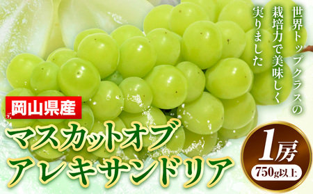 マスカットオブアレキサンドリア 1房 (750g以上) 【配送不可地域あり】