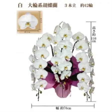 御供　胡蝶蘭　白大輪3本立　42輪　ラッピングカラー紫_花・観葉植物 胡蝶蘭 花 _【1258074】