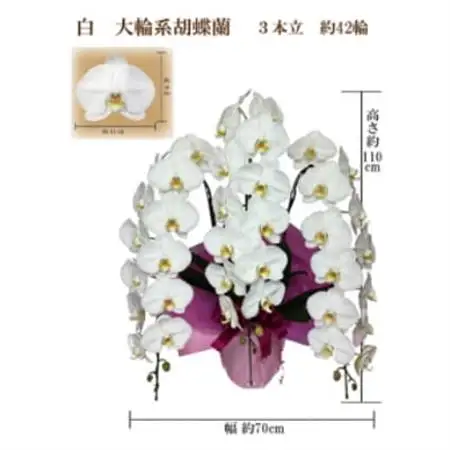 御祝　胡蝶蘭　白大輪3本立　42輪　ラッピングカラーピンク_花・観葉植物 胡蝶蘭 花 _【1258079】