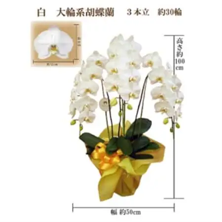 御供　胡蝶蘭　白大輪3本立　30輪　ラッピングカラー紫_花・観葉植物 胡蝶蘭 花 _【1258109】