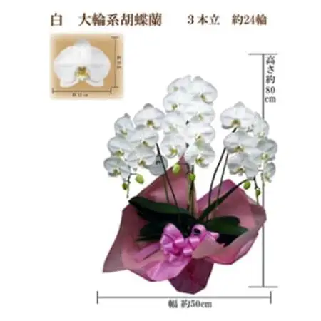 御祝　胡蝶蘭　白大輪3本立　24輪　ラッピングカラーピンク_花・観葉植物 胡蝶蘭 花 _【1258112】