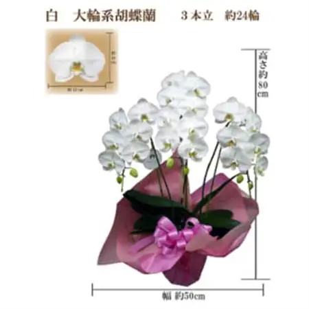 御供　胡蝶蘭　白大輪3本立　24輪　ラッピングカラー紫_花・観葉植物 胡蝶蘭 花 _【1258115】