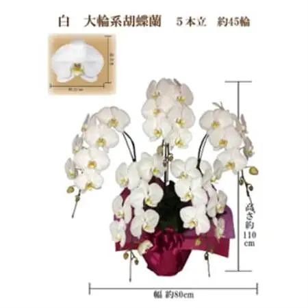 御供　胡蝶蘭　白大輪5本立　45輪　ラッピングカラー紫_花・観葉植物 胡蝶蘭 花 _【1258125】