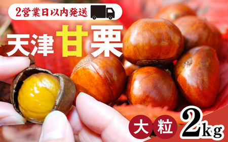 天津甘栗 2kg / 甘栗