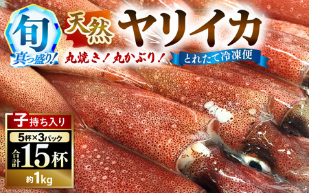 【先行予約】旬真っ盛りの 天然 ヤリイカ 約1kg（約15尾）とれたて冷凍便 丸焼き丸かぶり！【2026年3月下旬以降順次発送予定】福井 イカ いか ケンサキイカ [m21-b013]