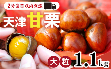 甘栗釜 国華園オンラインショップ / 新栗 甘栗 天津甘栗 1kg くり マロン 栗
